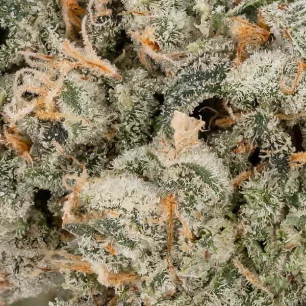 Mother's Milk - AA - Image 4